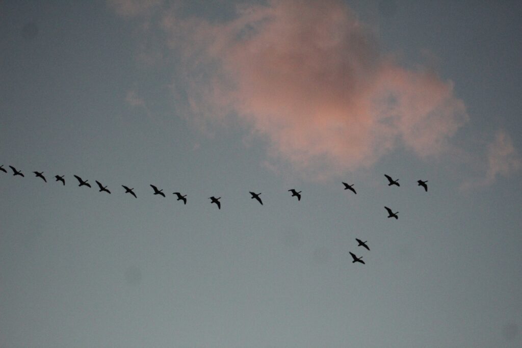 Vögel im Flug vor Wolke